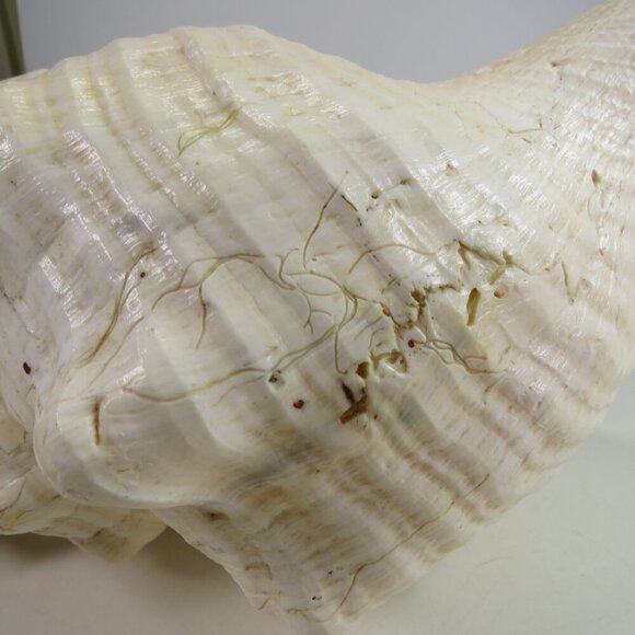 Real Sea Shell 15" long Horse Conch cream & peach coloring Coastal - Picture 13 of 15